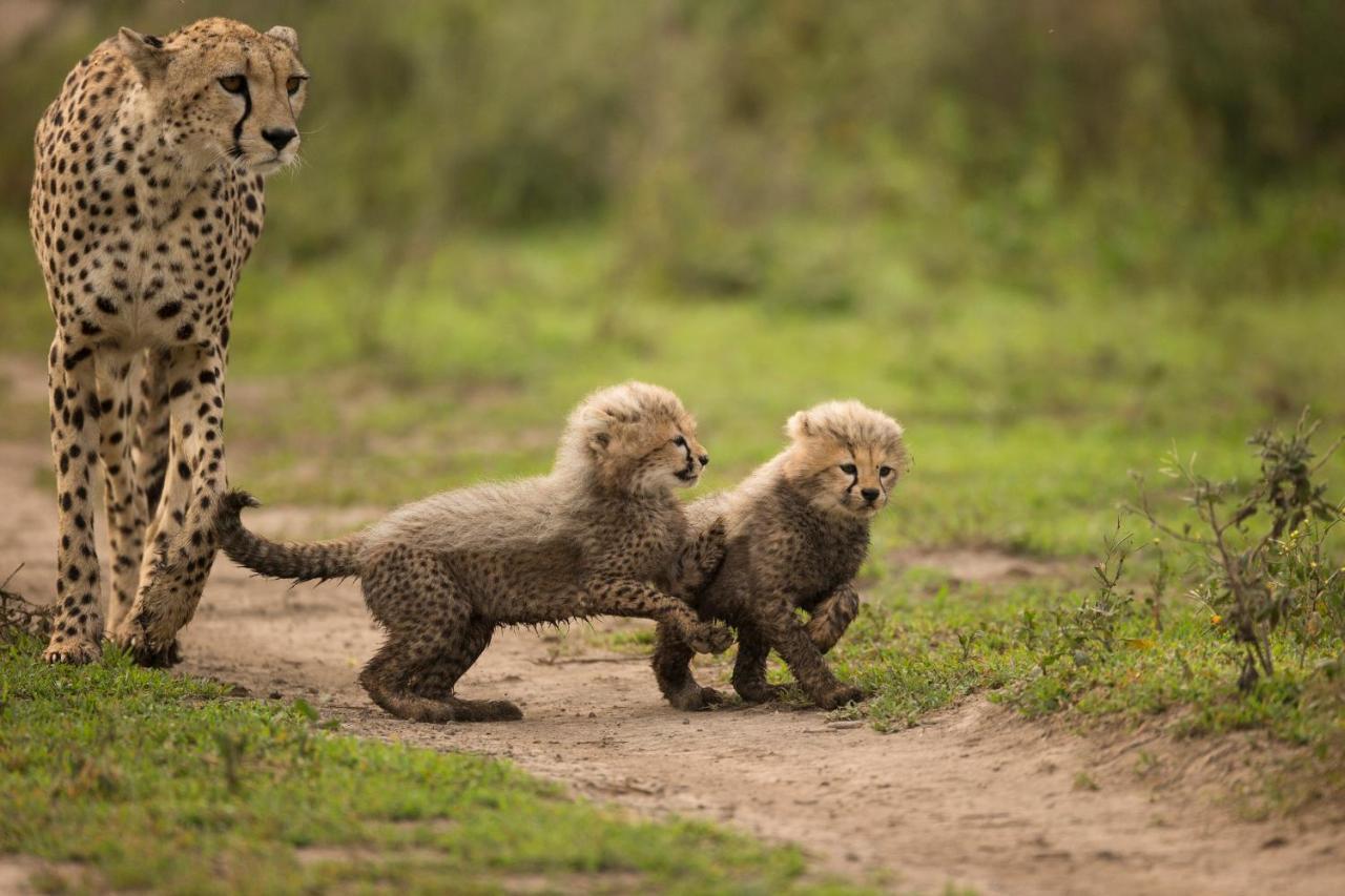 Africa Safari South Serengeti Ndutu Ngorongoro Sinoni 外观 照片