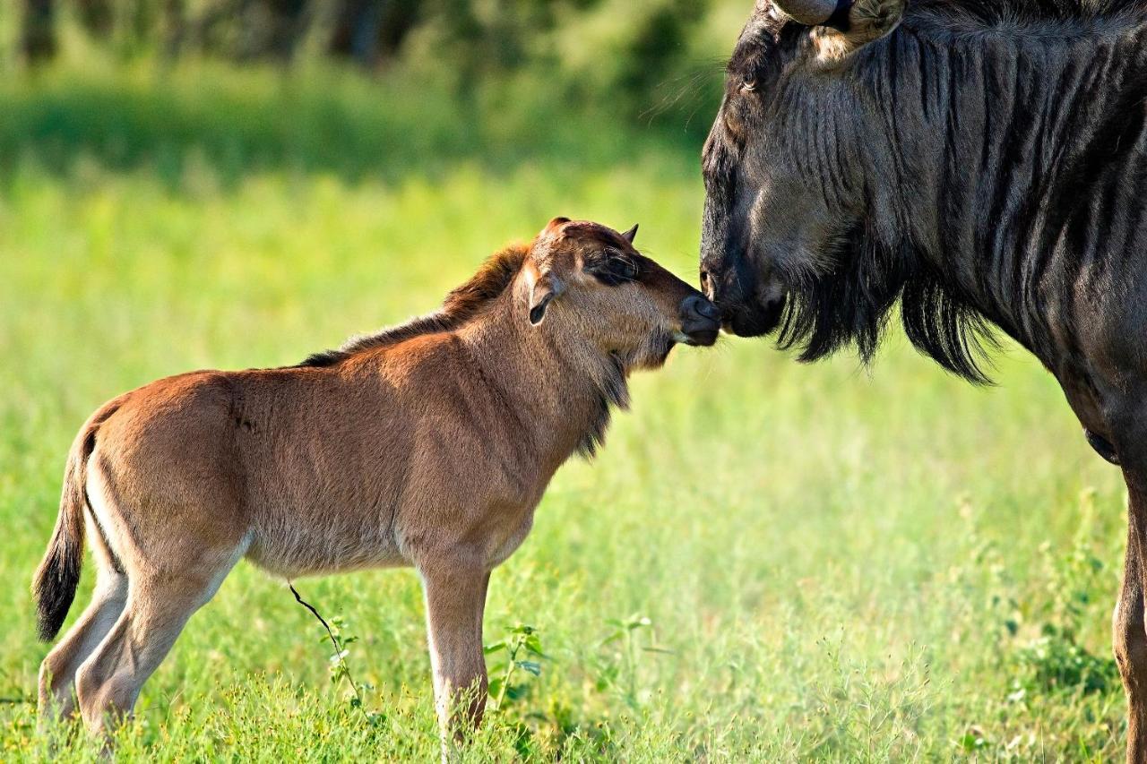 Africa Safari South Serengeti Ndutu Ngorongoro Sinoni 外观 照片