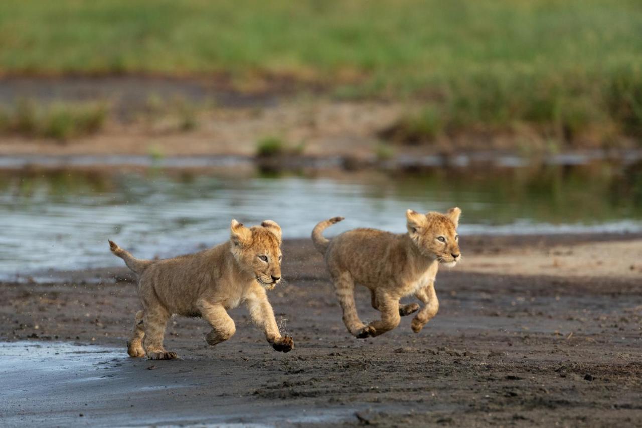 Africa Safari South Serengeti Ndutu Ngorongoro Sinoni 外观 照片