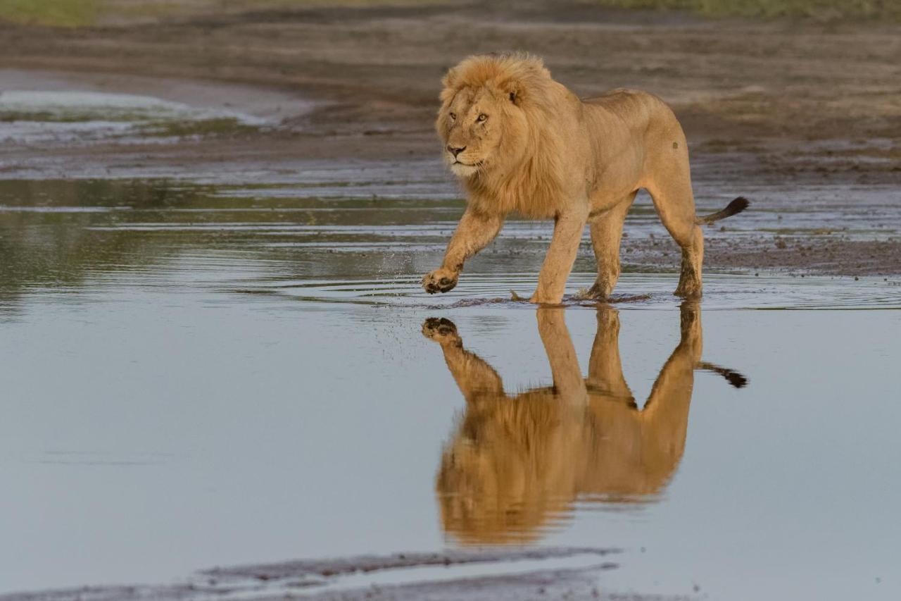 Africa Safari South Serengeti Ndutu Ngorongoro Sinoni 外观 照片